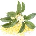 Osmanthus Japonês